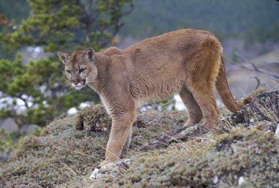 contioutra.com - Onça-parda volta a habitar o Brasil depois de ser considerada extinta há 85 anos