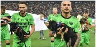 Times de futebol romenos entram em campo com cachorros para incentivar adoção Times de futebol romenos entram em campo com cachorros para incentivar adoção