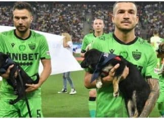 Times de futebol romenos entram em campo com cachorros para incentivar adoção