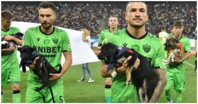 Times de futebol romenos entram em campo com cachorros para incentivar adoção