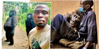 Gorila famosa por selfie falece nos braços do cuidador que a resgatou há 14 anos