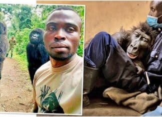Gorila famosa por selfie falece nos braços do cuidador que a resgatou há 14 anos