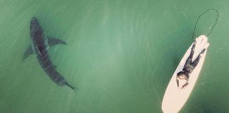 Imagens captadas por drone mostram surfistas nadando em meio a tubarões