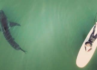 Imagens captadas por drone mostram surfistas nadando em meio a tubarões