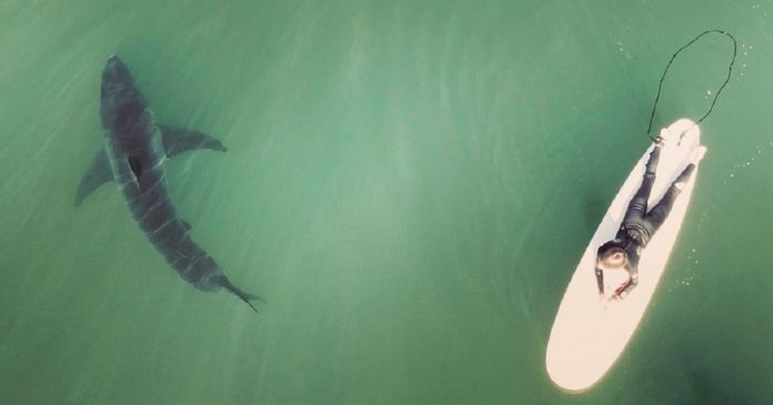 Imagens captadas por drone mostram surfistas nadando em meio a tubarões