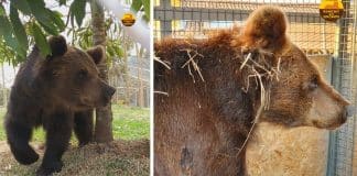 Depois de 20 anos em Zoológico, ursa terá novo lar em refúgio de vida selvagem em São Paulo Depois de 20 anos em Zoológico, ursa terá novo lar em refúgio de vida selvagem em São Paulo