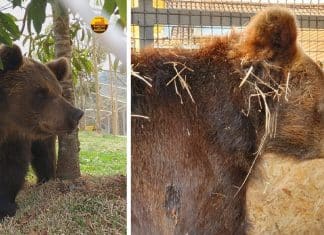 Depois de 20 anos em Zoológico, ursa terá novo lar em refúgio de vida selvagem em São Paulo