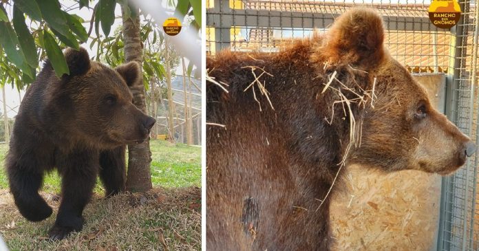 Depois de 20 anos em Zoológico, ursa terá novo lar em refúgio de vida selvagem em São Paulo