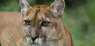 Onça-parda volta a habitar o Brasil depois de ser considerada extinta há 85 anos