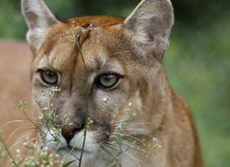 Onça-parda volta a habitar o Brasil depois de ser considerada extinta há 85 anos