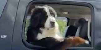 “Cachorro caminhoneiro” faz pose e seduz passageira de carro vizinho; VÍDEO