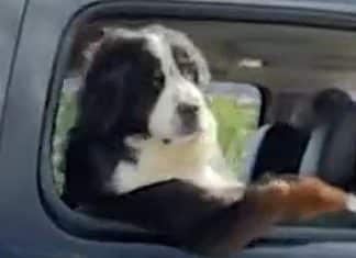 “Cachorro caminhoneiro” faz pose e seduz passageira de carro vizinho; VÍDEO