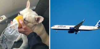 Comissários quebram protocolos de voo para salvar a vida de um cãozinho