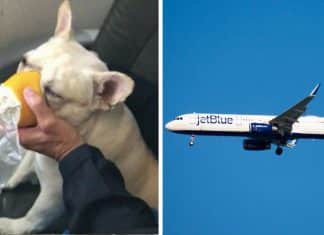 Comissários quebram protocolos de voo para salvar a vida de um cãozinho