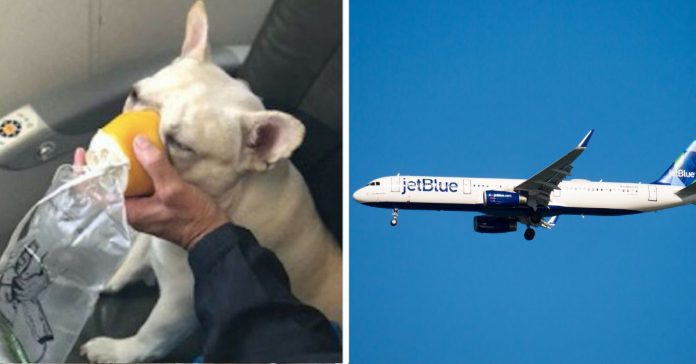 Comissários quebram protocolos de voo para salvar a vida de um cãozinho