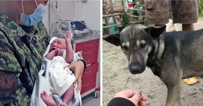 Bebê abandonado em um aterro sanitário é resgatado por um cachorro