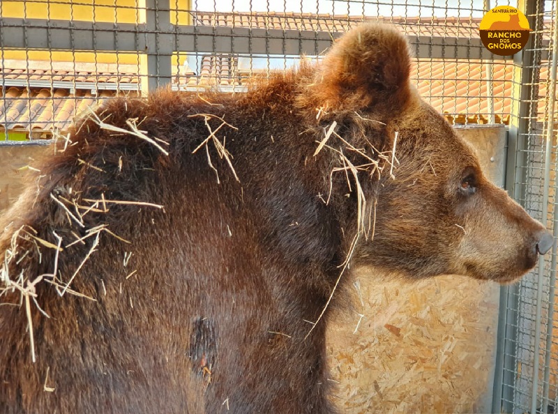 contioutra.com - Depois de 20 anos em Zoológico, ursa terá novo lar em refúgio de vida selvagem em São Paulo