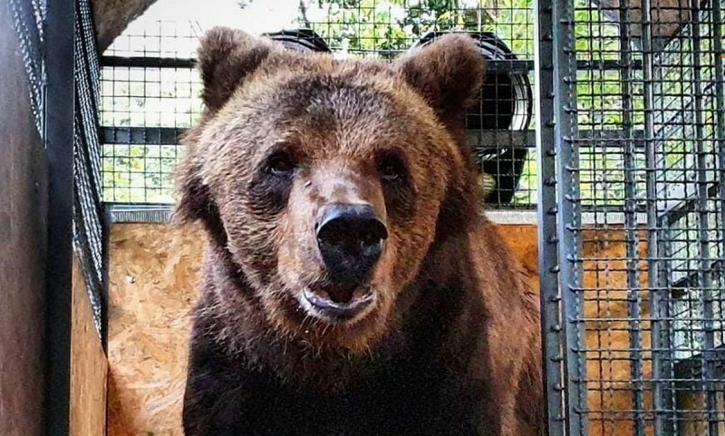 contioutra.com - Depois de 20 anos em Zoológico, ursa terá novo lar em refúgio de vida selvagem em São Paulo