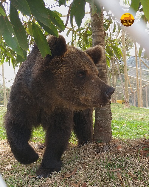 contioutra.com - Depois de 20 anos em Zoológico, ursa terá novo lar em refúgio de vida selvagem em São Paulo