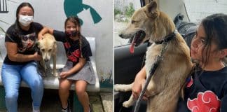 Cão que ficou em frente a hospital esperando dono falecido reencontra antiga família