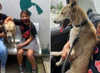 Cão que ficou em frente a hospital esperando dono falecido reencontra antiga família