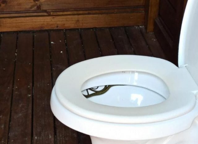 contioutra.com - Homem vai ao banheiro e encontra cobra escondida no vaso sanitário em SC