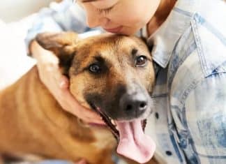 Cachorros reconhecem emoções do dono e tomam decisões a partir disso, aponta estudo