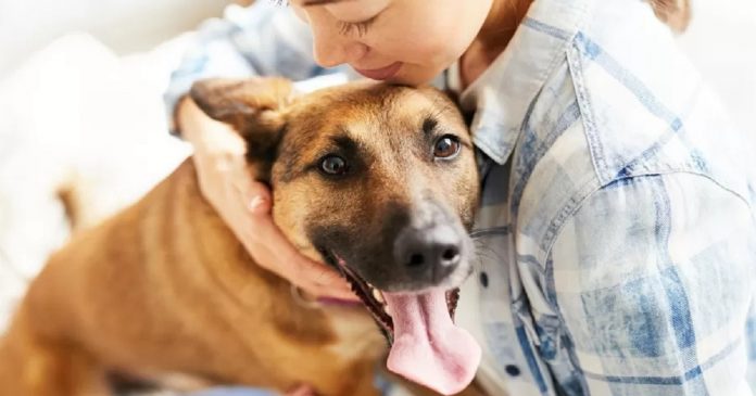 Cachorros reconhecem emoções do dono e tomam decisões a partir disso, aponta estudo