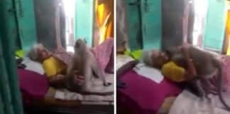 Gratidão: Macaquinho visita e abraça idosa doente que costumava alimentá-lo