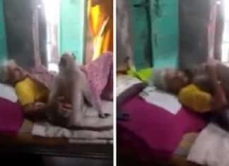Gratidão: Macaquinho visita e abraça idosa doente que costumava alimentá-lo