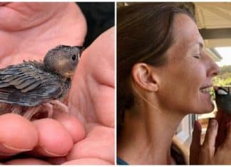 Passarinho visita todas as tardes a família que o ajudou quando ele era filhote