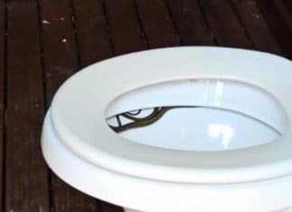 Homem vai ao banheiro e encontra cobra escondida no vaso sanitário em SC
