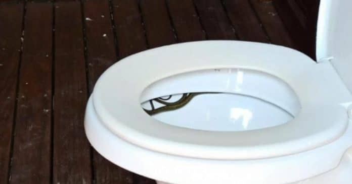 Sem Título-1 Homem vai ao banheiro e encontra cobra escondida no vaso sanitário em SC