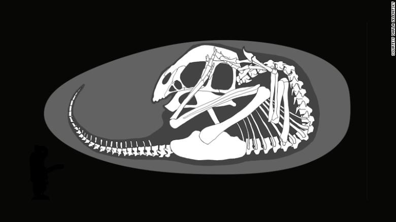 contioutra.com - Fóssil de bebê dinossauro perfeitamente preservado é descoberto enrolado dentro de seu ovo