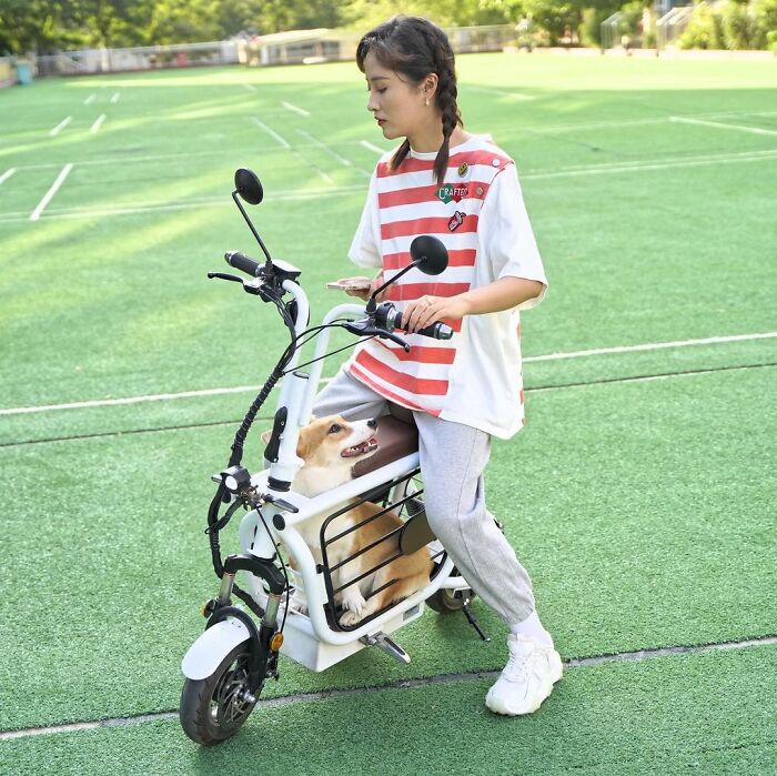 contioutra.com - Japoneses inventam bicicletas elétricas para transportar animais de estimação