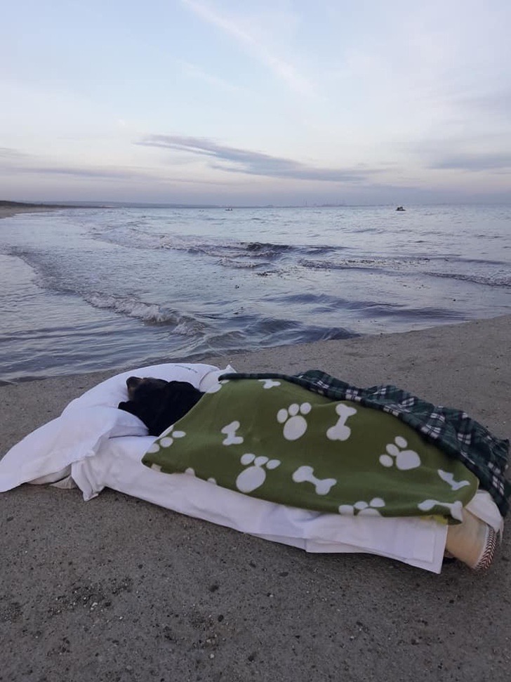 contioutra.com - Homem leva cachorrinho doente para um último passeio em sua praia favorita
