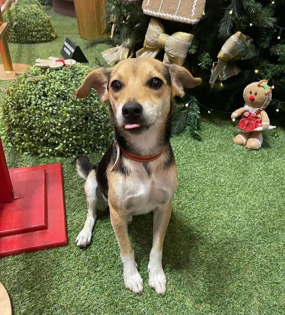 contioutra.com - Cãozinho foge, passeia de ônibus e tira foto com Papai Noel em shopping de BH