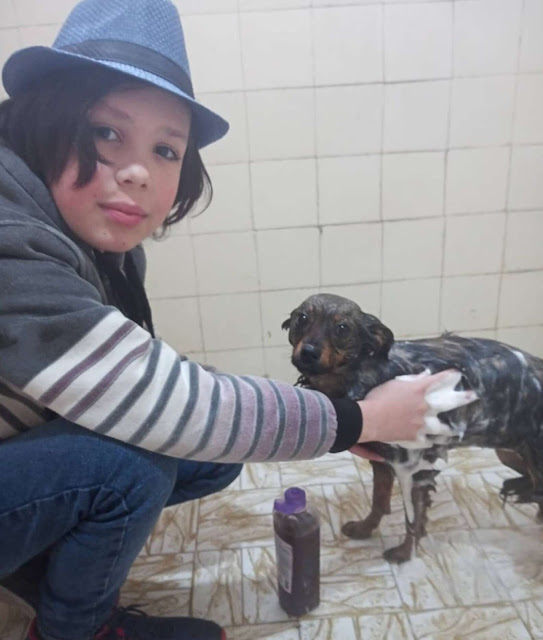 contioutra.com - Menino de 11 anos dá banho e vacina cães de rua para ajudá-los a encontrar um lar