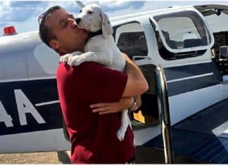 Homem compra avião para salvar centenas de animais do sacrifício
