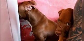 Pitbull faz cena de ciúme ao ver tutor com outra cadela e viraliza na web