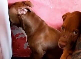 Pitbull faz cena de ciúme ao ver tutor com outra cadela e viraliza na web