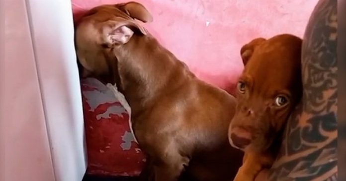 Pitbull faz cena de ciúme ao ver tutor com outra cadela e viraliza na web