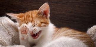 Rapaz expulsa namorada de casa porque ela pôs a gata dele na rua: “Minha gata podia ter falecido”