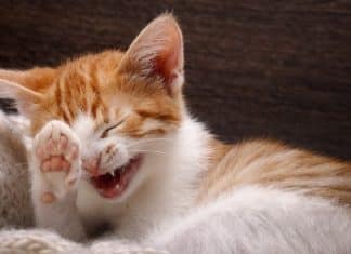 Rapaz expulsa namorada de casa porque ela pôs a gata dele na rua: “Minha gata podia ter falecido”