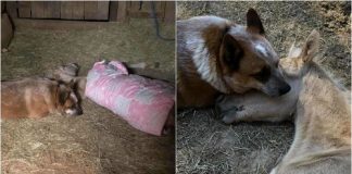 Cachorro cuida diariamente de potro recém-nascido que perdeu a mãe após o parto