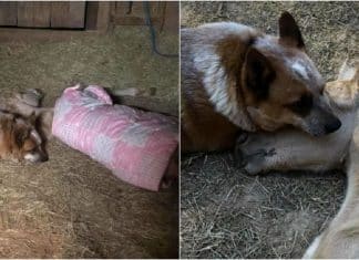Cachorro cuida diariamente de potro recém-nascido que perdeu a mãe após o parto