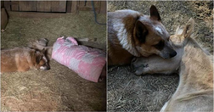 Cachorro cuida diariamente de potro recém-nascido que perdeu a mãe após o parto