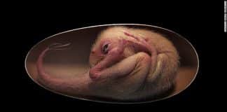 Fóssil de bebê dinossauro perfeitamente preservado é descoberto enrolado dentro de seu ovo