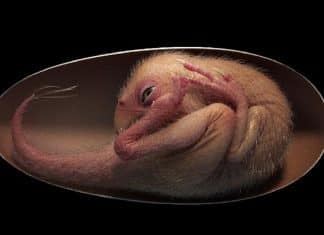 Fóssil de bebê dinossauro perfeitamente preservado é descoberto enrolado dentro de seu ovo