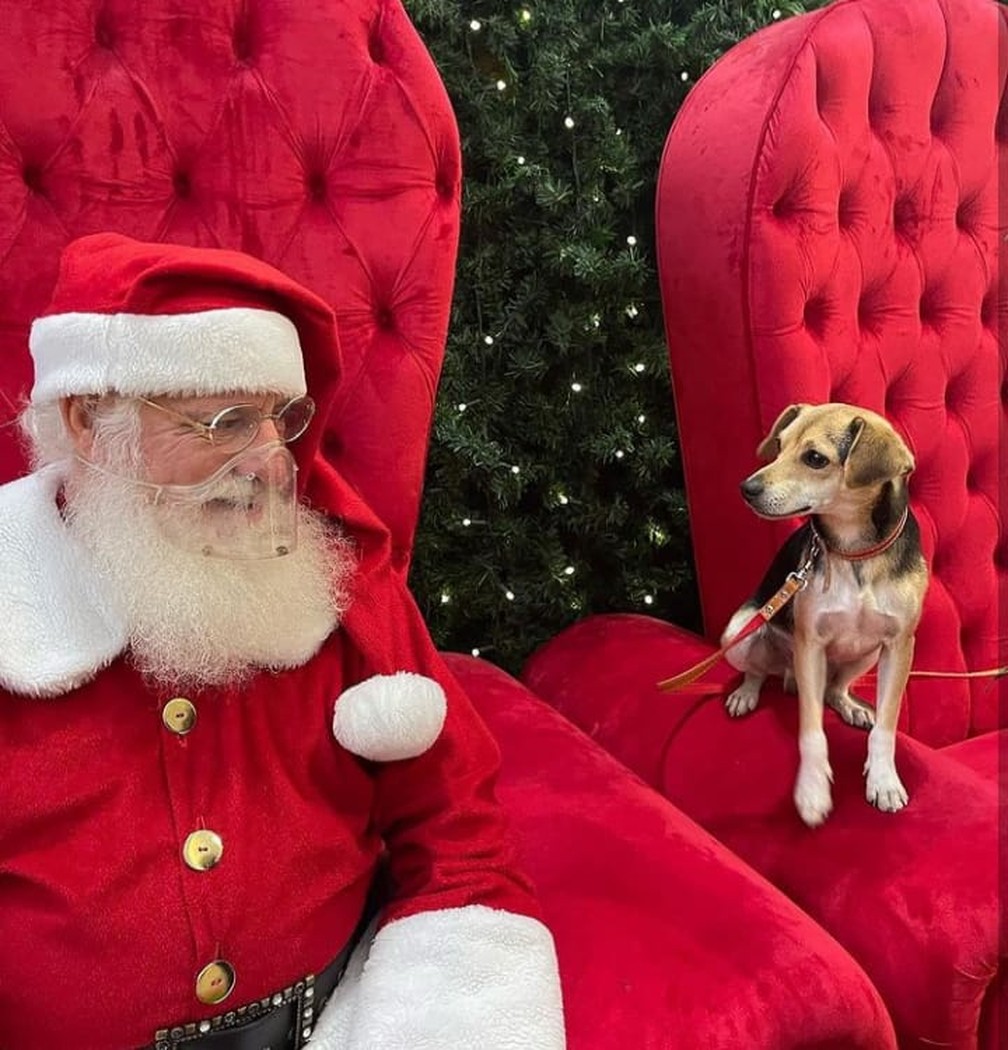 contioutra.com - Cãozinho foge, passeia de ônibus e tira foto com Papai Noel em shopping de BH